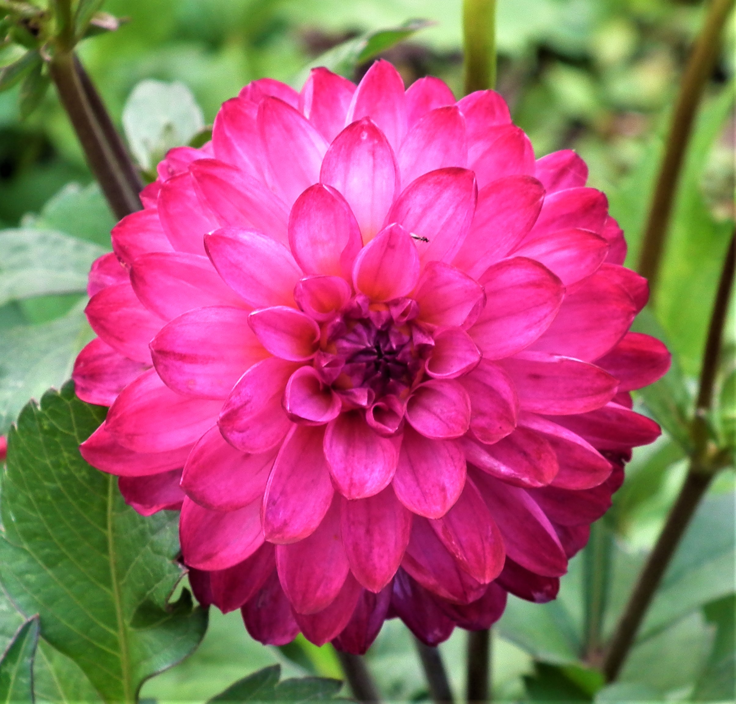 Dahlia Don's Dream